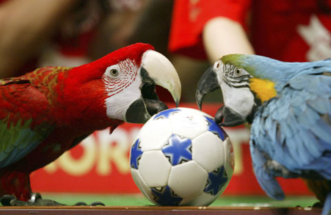 图文-世界杯成全球节日 韩国鹦鹉踢足球庆祝_