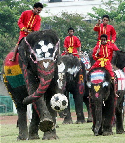 图文-泰国大象足球赛反赌球 脚鼻并用身手灵活