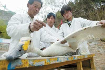 北京房山石花洞景区救助受伤白天鹅_科学探索