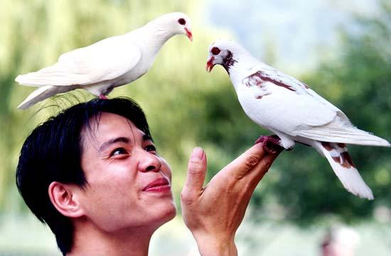 杭州西湖景点鸽子与人和谐相处(图)_科学探索