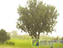 DCս500ֻM509(8)
