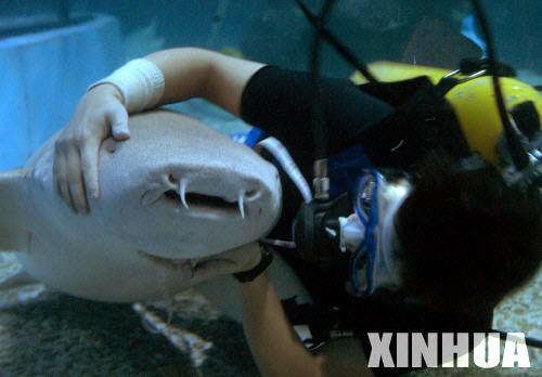 水族馆给鲨鱼体检 富贵病成最大杀手(组图)