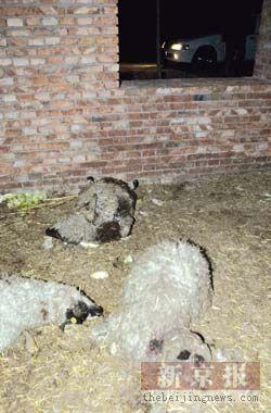 京郊25只羊一夜间被咬死发现可疑大脚印
