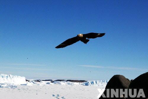 南极掠影：神奇大陆上成群的帝企鹅(组图)