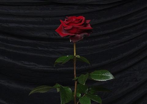 玫瑰之恋情人节最绚丽数码相机大放送(6)
