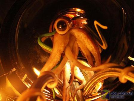 数码相机微距特效欣赏：死鱿鱼与外星人(6)