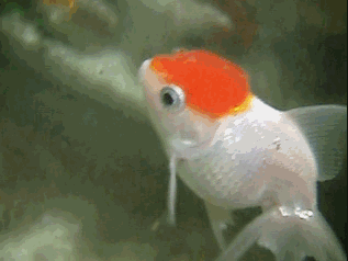 看着可爱的小鱼在水族箱中游来游去真是很好看