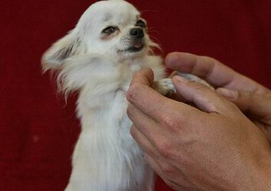 图文:世界上身材最小的宠物狗吉娃娃_科学探索