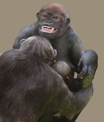 西班牙发现现代巨猿和人类的最近祖先(组图)