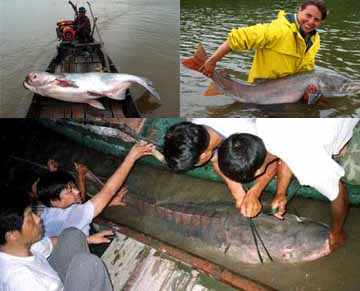 组图:从湄公河到亚马逊搜寻世界最大淡水鱼_科