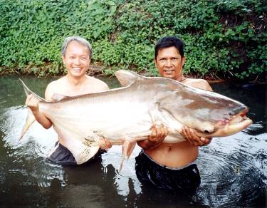 组图:从湄公河到亚马逊搜寻世界最大淡水鱼_科
