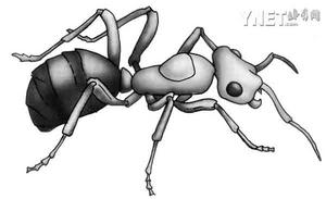 蚂蚁识途利用几何学 揭示蚂蚁王国秘密(图)_科