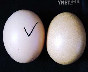 科技时代_人造蛋惊现市场 蛋白和蛋黄是化学制品合成