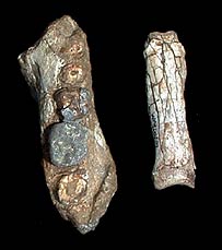 非洲发现原始人化石填补人类进化史空白(图)_