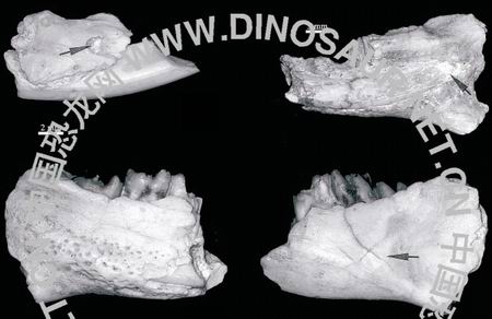 cn 2005年02月21日 09:49 中国恐龙网    齿兽的牙齿化石 钉齿兽复原