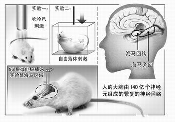科技时代_华师大携手波士顿大学首次破译大脑记忆密码