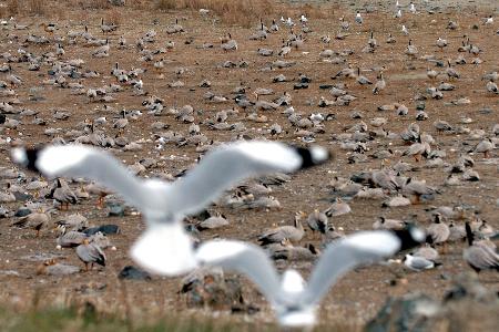 178只斑头雁死于禽流感 青海湖鸟岛暂关闭_科