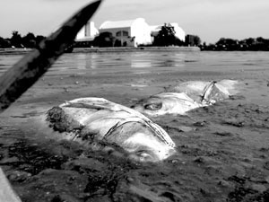 连续高温导致湖水缺氧 稻香湖憋死百尾白鲢