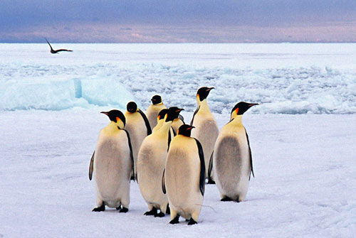 科技时代_组图：南极风光――企鹅