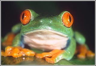 科技时代_研究发现红眼树蛙的皮肤能够抑制艾滋病病毒