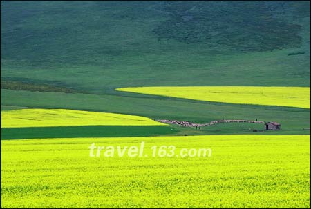 中国最美的六大草原:祁连山草原(图)_科学探索