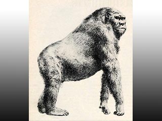科技时代_研究称原始人类曾和3米巨猿共处约百万年