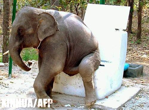 泰国清迈一头五岁大象会使用卫生间(组图)_科学探索