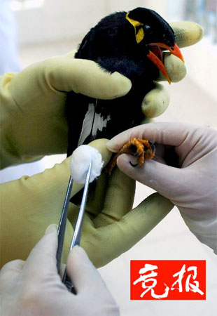 探访野生动物三甲医院 给小鸟手术像绣花_科学