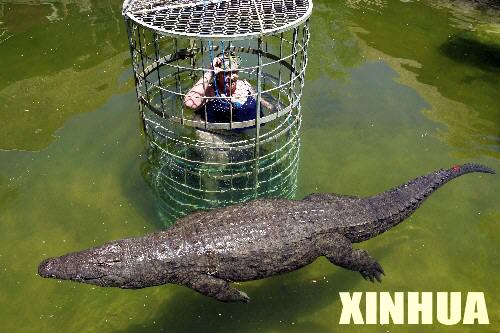 南非动物园游客关在笼子里入水池观鳄(组图)_