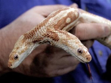 科技时代_美国水族馆15万美元起价出售罕见双头蛇(图)