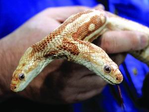 美圣路易斯世界水族馆15万美元拍卖双头蛇