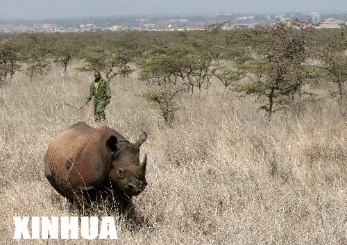 肯尼亚内罗毕国家公园给犀牛搬家(组图)_科学