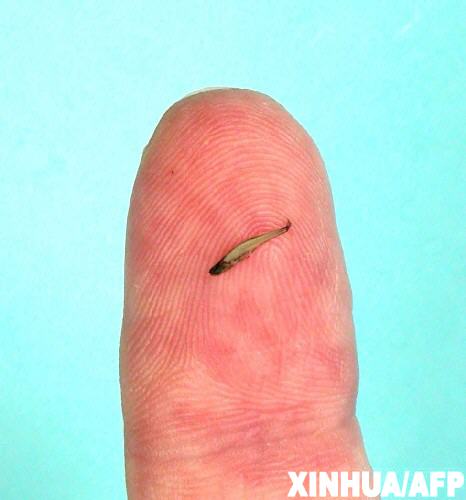 科技时代_印尼发现世界最小脊椎动物 只有蚊子大(图)