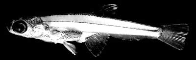 科技时代_印尼雨林发现世界最小脊椎动物 鱼和蚊子一样大