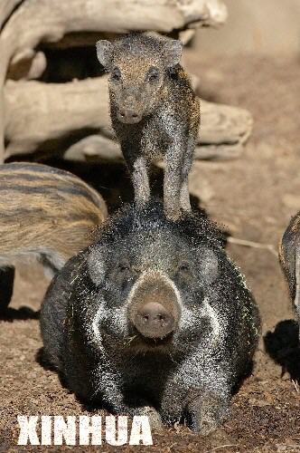 科技时代_美国加州圣迭戈动物园一小疣猪登高远望(图)