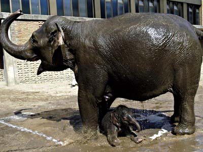 母象怀孕629天产下德首只人工授精小象(图)_科
