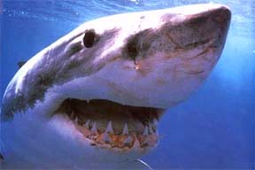 科技时代_美学者统计显示鲨鱼最爱攻击海上冲浪者(图)