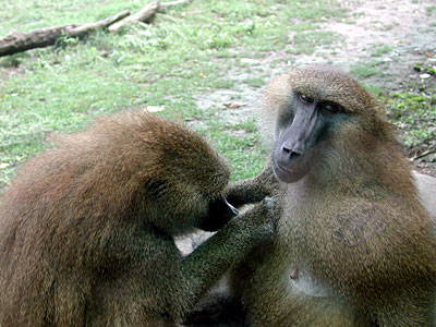科技时代_动物学家跟踪发现狒狒也会在伙伴肩膀上哭泣