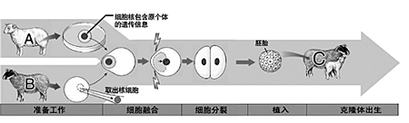 克隆羊之父承认剽窃 法庭正进一步审理(图)