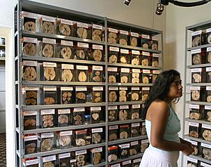科技时代_南美首家人类大脑博物馆展出约3000件标本