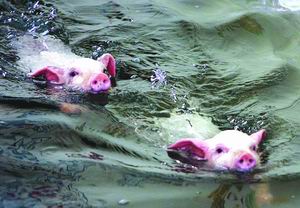 科技时代_俄将举行小猪运动会 项目包括赛跑游泳足球