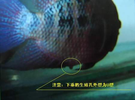 鱼类雌雄交配趣谈罗汉鱼繁殖图解(组图)