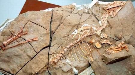 科技时代_我国发现新属种恐龙化石“长春龙”(图)