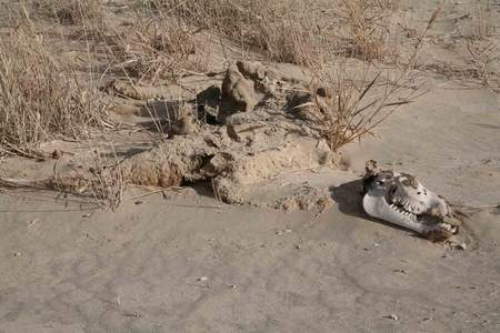 科技时代_寻找彭加木探险队罗布泊发现野骆驼骨架(图)