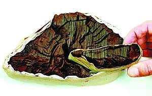 科技时代_橄榄枝破解克里特文明毁于火山喷发引发海啸