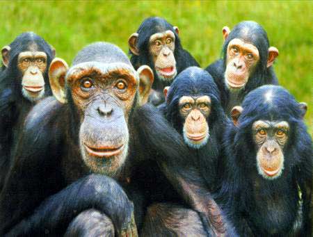 美国基因研究显示现代人祖先曾与黑猩猩杂交_