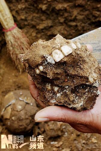 科技时代_山东大汶口文化遗址考古发掘出头颅牙齿(图)