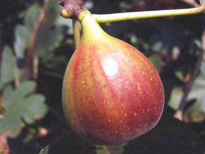 研究人员称无花果是第一种被人类驯化的作物_