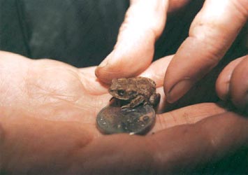 巴西发现世界最小的蟾蜍 身长仅为8毫米(图)