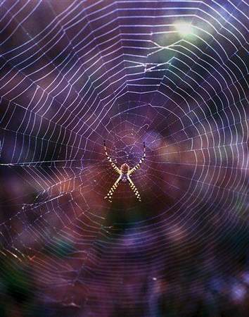 科技时代_研究发现蜘蛛网有史以来只进化过一次(图)